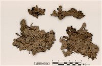 藏品(雙歧根梅衣屬)的圖片